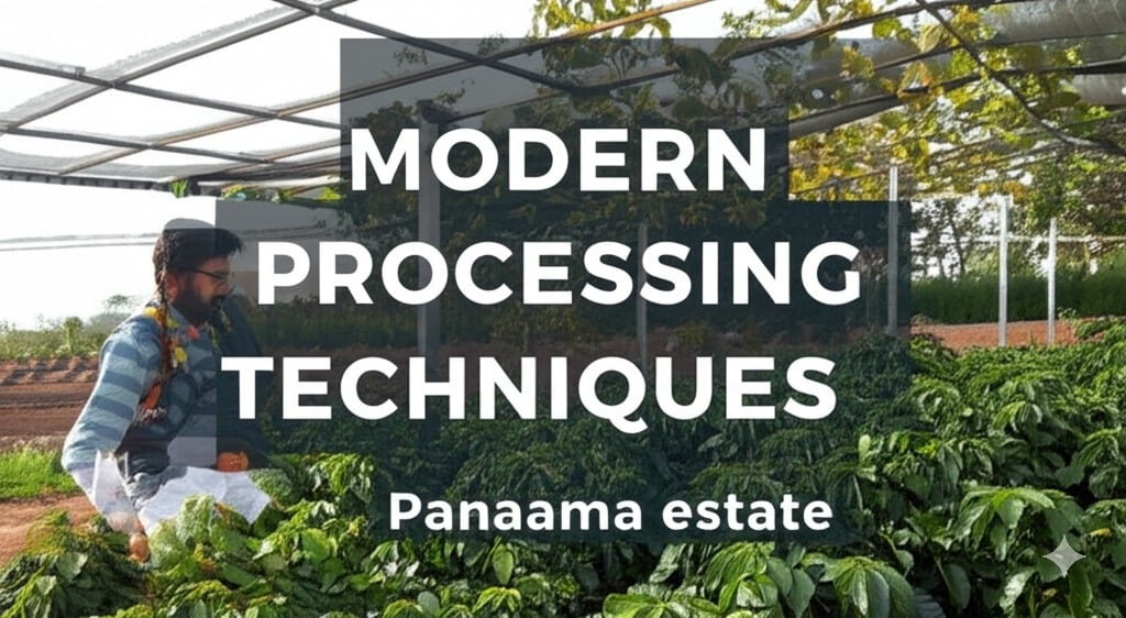 Panama Coffee Farm With Innovation